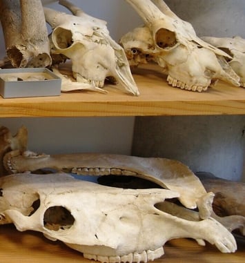 Visite du CRAVO (Centre de Recherches Archéologiques de la Vallée de l'Oise)