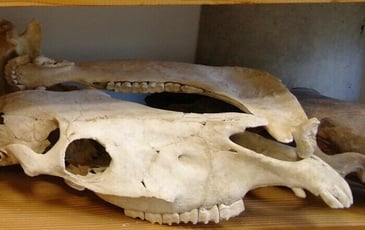 Visite du CRAVO (Centre de Recherches Archéologiques de la Vallée de l'Oise)